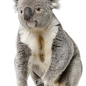Koala PNG