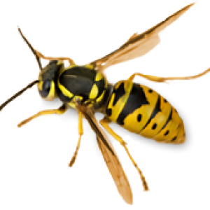 Wasp PNG