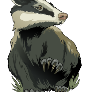 Badger PNG