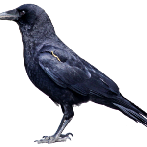 Raven PNG