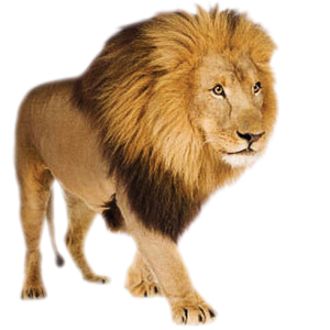 Lion PNG