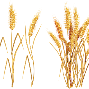 Wheat PNG