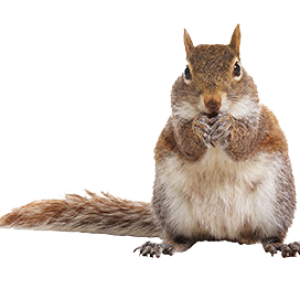 Squirrel PNG