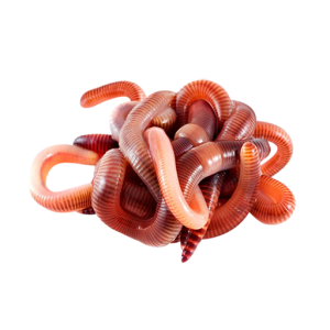 earthworm worm PNG