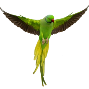 Parrot PNG image