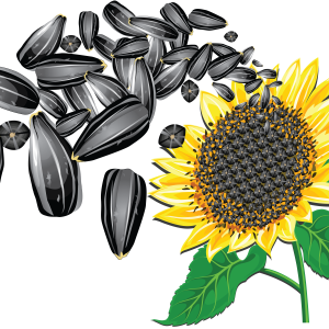 Sunflower seeds PNG
