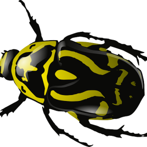 yellow bug PNG image