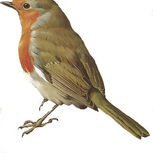 Bird PNG