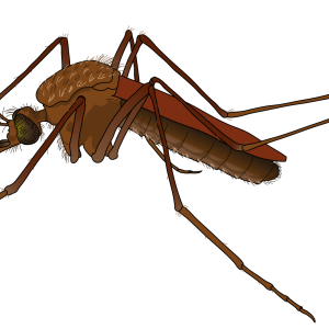Mosquito PNG