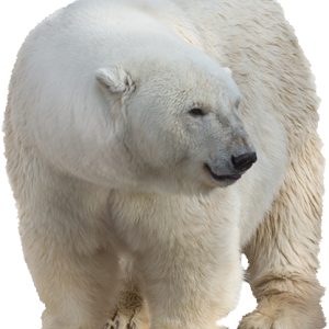 Polar white bear PNG