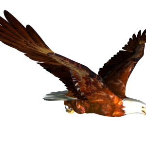 flying eagle PNG image, free download