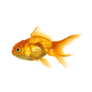 Goldfish PNG