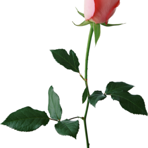Rose PNG