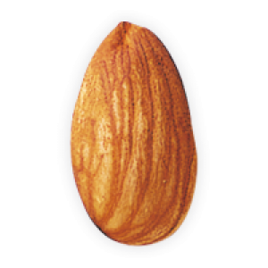 Almond PNG