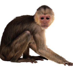 Monkey PNG