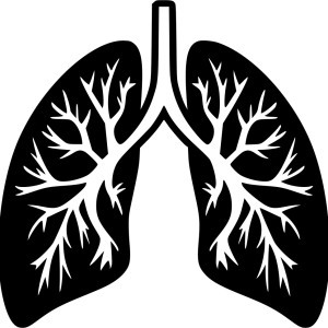 Lungs PNG