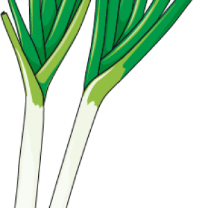 Leek PNG