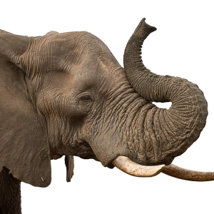 Elephant PNG