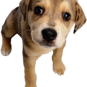Dog PNG