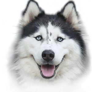 Husky PNG
