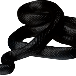 Anaconda PNG