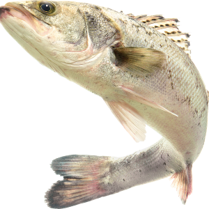 Fish PNG