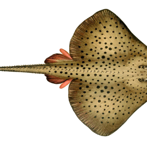 Stingray PNG