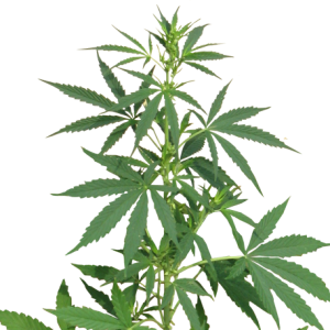 Cannabis PNG