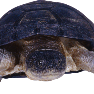 Turtle PNG
