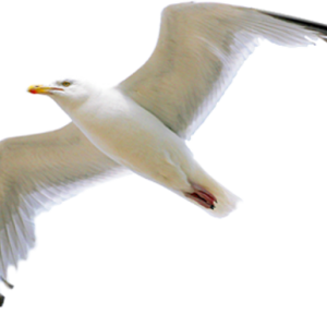 Gull PNG