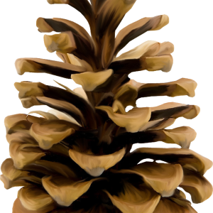 Pine cone PNG