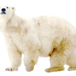 Polar white bear PNG