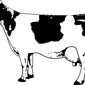 Cow PNG image