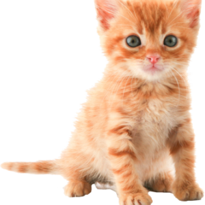 cat png image, free download picture, kitten