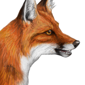 Fox PNG