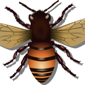 Bee PNG