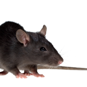 mouse, rat PNG image