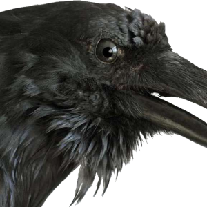 Raven PNG