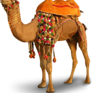 Camel PNG