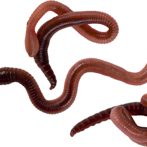 earthworm worm PNG