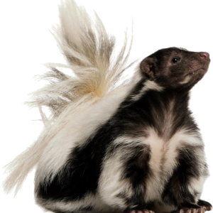 Skunk PNG