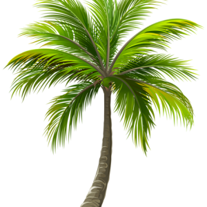 Palm tree PNG