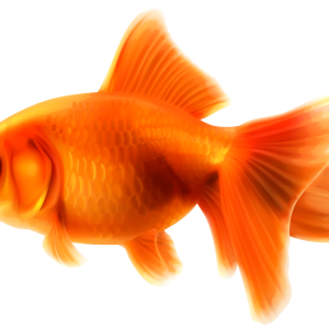 Goldfish PNG