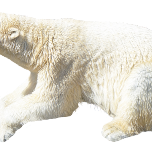 Polar white bear PNG