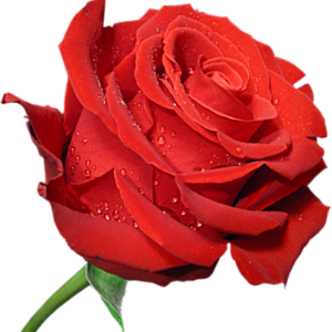 Rose PNG