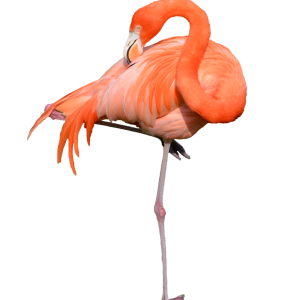 Flamingo PNG