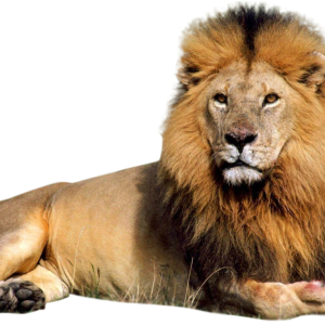 Lion PNG