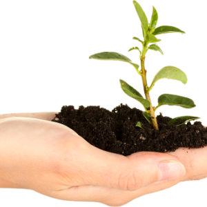 Soil in hand PNG