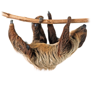 Sloth PNG