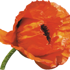 Poppy flower PNG